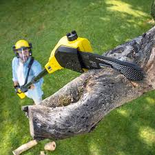 Best Palm Tree Trimming  in Tillamook, OR
