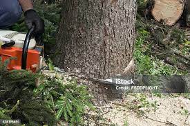 Best Seasonal Cleanup (Spring/Fall)  in Tillamook, OR